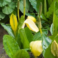 American Skunk Cabbage